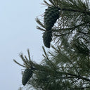 Huashan Pine, 50 Seeds