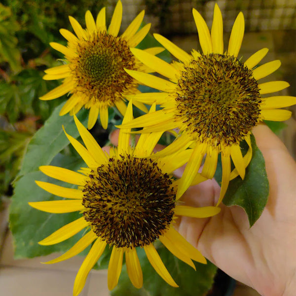 Meteor Double Sunflower, 5~10 Seeds