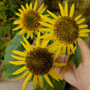 Meteor Double Sunflower, 5~10 Seeds