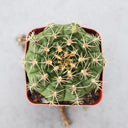 Gymnocalycium anisitsii, 3-4cm