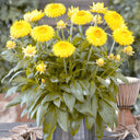 Yellow Strawflower Seeds, 200 Seeds