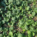 Hong Kong Milky Pak Choi Seeds, 20g