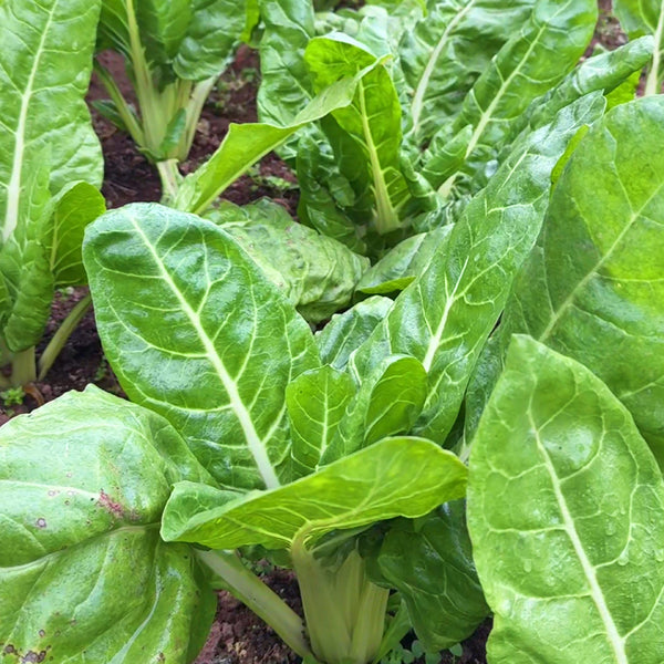 White-stemmed Leaf Beet Seeds, 5g
