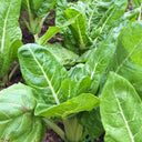 White-stemmed Leaf Beet Seeds, 5g