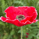 Red with White Edge Corn Poppy, 1000 Seeds