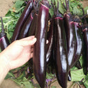 'Yuqie No.5' Eggplant Seeds, 8g
