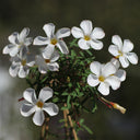 Oxalis obtusa Series Bulb - 'Pardalis White', 4 Bulbs