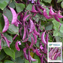 Xishuai Purple Hyacinth Bean Seeds, 10g