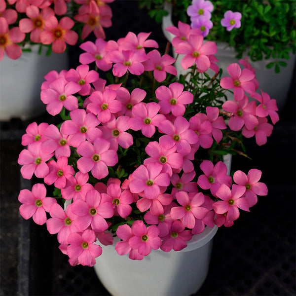 Oxalis obtusa Series Bulb - 'Rose Dimple', 2 Bulbs