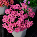 Oxalis obtusa Series Bulb - 'Rose Dimple', 2 Bulbs