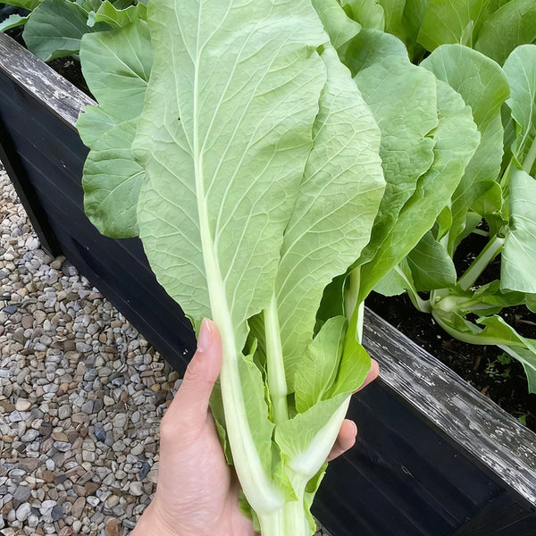 Jiemei Pak Choi Flowering Stem Seeds, 10g