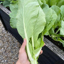 Jiemei Pak Choi Flowering Stem Seeds, 10g