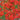 Red Plains Coreopsis Seeds, 1g