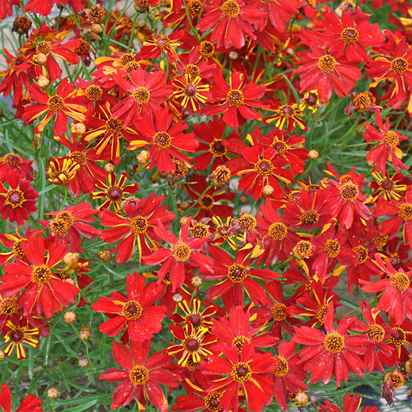Red Plains Coreopsis Seeds, 1g