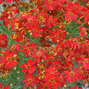 Red Plains Coreopsis Seeds, 1g