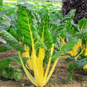 Golden-Leaf Chard Seeds, 5g