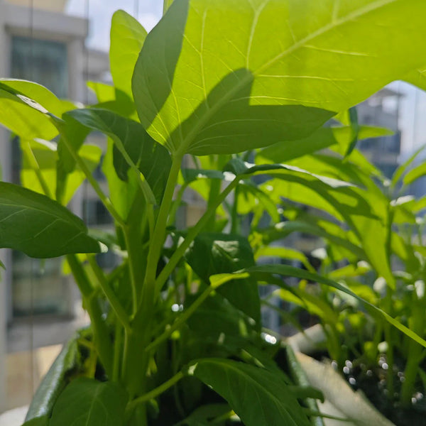 Trident Water Spinach Seeds, 20g