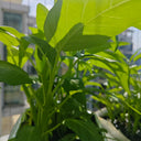 Trident Water Spinach Seeds, 20g