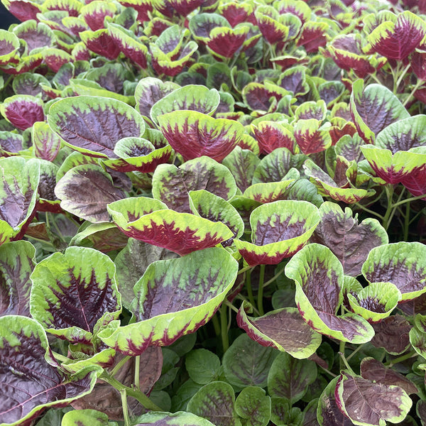 Red-Green Round-leaf Amaranth Seeds, 50g