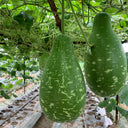 Qiangchun Duosheng Variegated Bottle Gourd Seeds, 8g