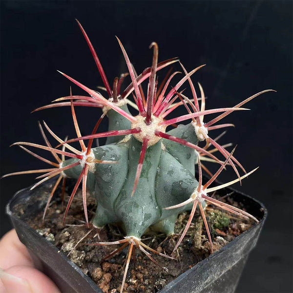 Ferocactus emoryi subsp. covillei, 3-4cm