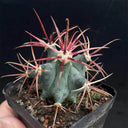 Ferocactus emoryi subsp. covillei, 3-4cm