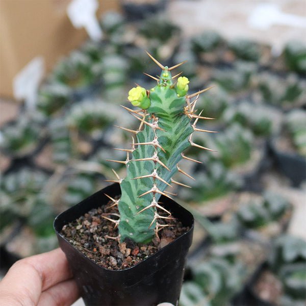 Euphorbia virosa, 7-8cm