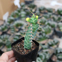 Euphorbia virosa, 7-8cm