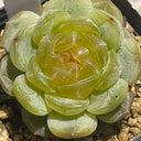 Echeveria 'White Lotus', 3pcs x 1-head