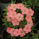 Oxalis obtusa Series Bulb - 'Grapefruit', 5 Bulbs