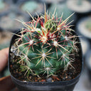 Thelocactus bicolor, 3-4cm