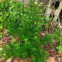 Oxeye Daisy Seeds, Pkt of 5000