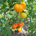 349 Queen Marbena Tomato, 5 Seeds
