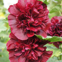 Chater's Double Maroon Hollyhock, 5 Seeds