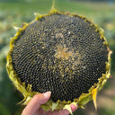 Short-stemmed Oil Sunflower Seeds, 20g