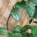 Hoya carnosa 'Freckles Splash', 3 Cuttings