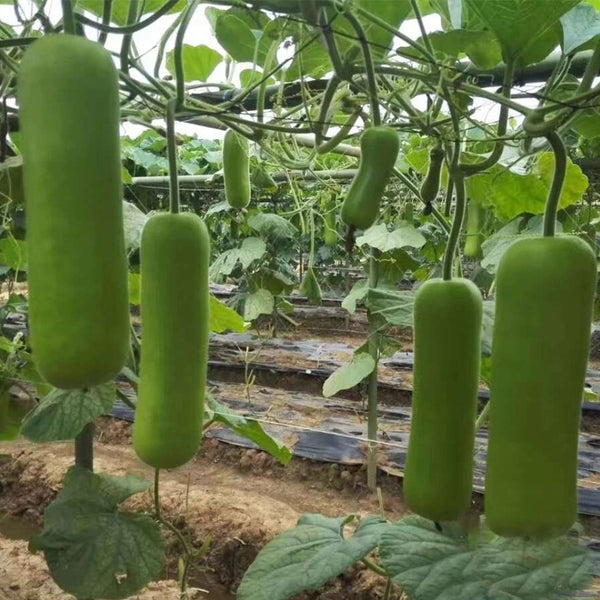 Cuiying Bottle Gourd Seeds, 10g
