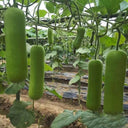 Cuiying Bottle Gourd Seeds, 10g