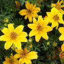 Spanish Needles, 200 Seeds