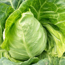 Oxheart Cabbage Seeds, 100 Seeds