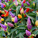 Ornamental Pepper Seeds, 100 Seeds