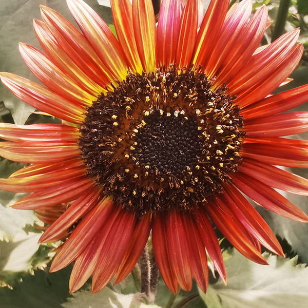 HEL23 Sunflower, 100 Seeds