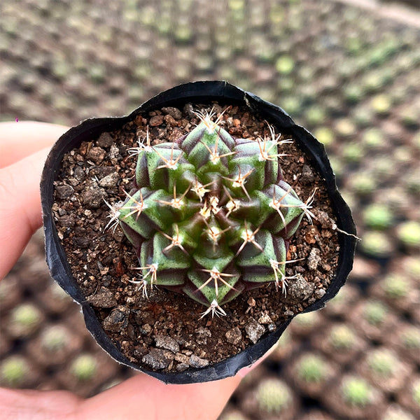 'Ruiyun Peony' Live Cactus, 3-4cm
