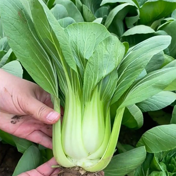 Shanghai Bok Choy Seeds, 10g