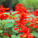 Scarlet Sage Seeds (Salvia splendens), Pack of 100