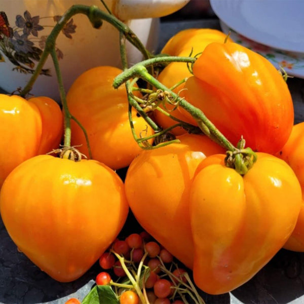 825 Esk Crystal Tomato, 5 Seeds