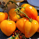 825 Esk Crystal Tomato, 5 Seeds