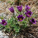 Pulsatilla chinensis Seeds, 20 Seeds