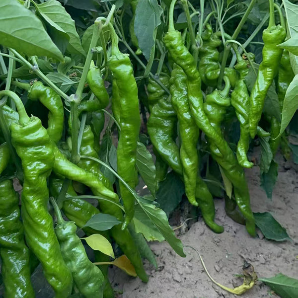 Qinglong Spiral Pepper Seeds, 100g