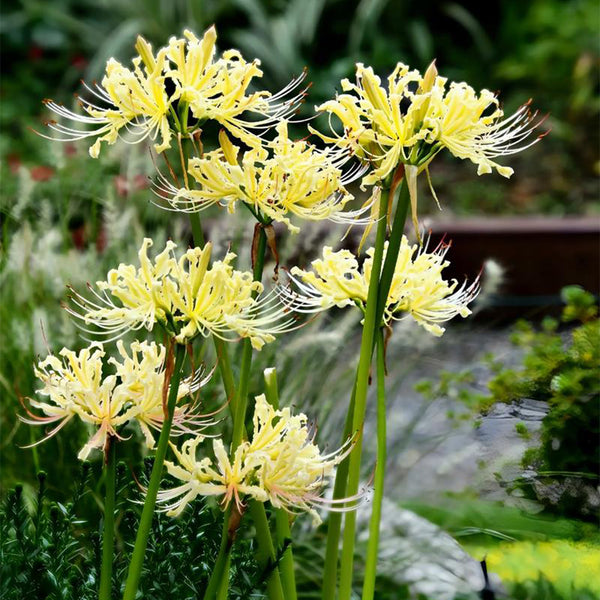 Straw Lycoris, 1 Bulb